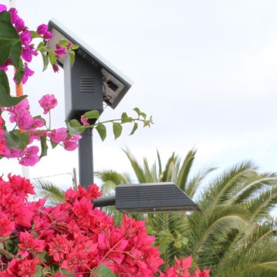 farola fotovoltáica tras flores rojas. Al fondo, coronas de palemeras y cielo