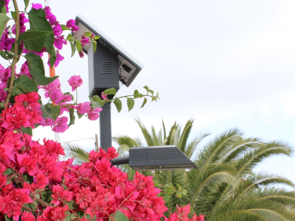 farola fotovoltáica tras flores rojas. Al fondo, coronas de palemeras y cielo